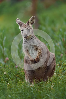 Common wallaroo