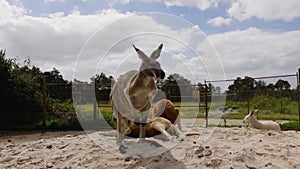 Common wallaroo australia kangaroo on a sunny day