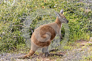 Common Wallaroo