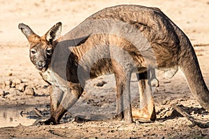 Common Wallaroo