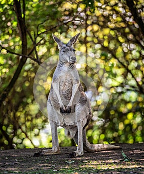 Common wallaroo
