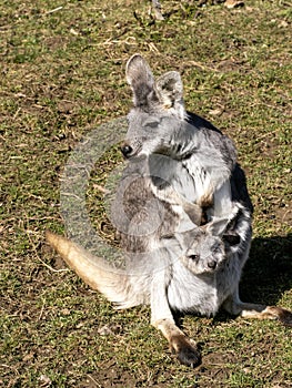 A Common wallaroo, Macropus r. robustus, female peeking out of pouch for young