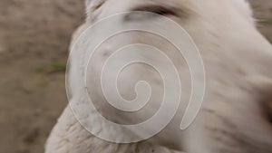 Common wallaroo small white kangaroo curious for a camera