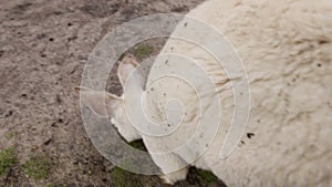 Common wallaroo small white kangaroo curious for a camera