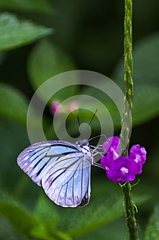 Common Wanderer Butterfly