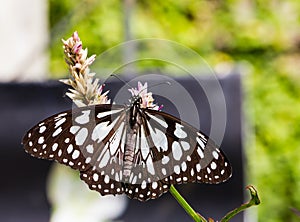 Common wanderer butterfly