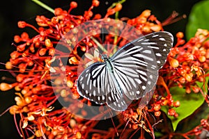 Common Wanderer butterfly