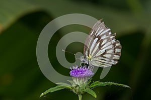 Common Wanderer Butterfly