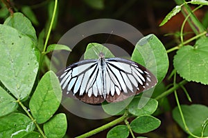 The Common Wanderer butterfly on leaf with natural green background