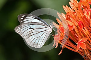 Common Wanderer butterfly Pareronia valeria