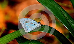 Common Wanderer butterfly sitting with close wings on a green grass