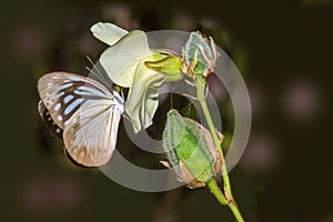 Common Wanderer female butterfly