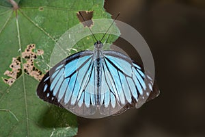 Common Wanderer make butterfly