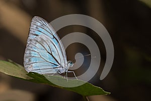 Common Wanderer make butterfly