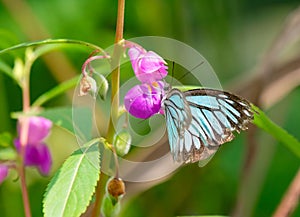 Common Wanderer or Malayan Wanderer Butterfly Pareronia valeria