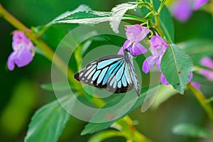 Common wanderer or Malayan wanderer Pareronia valeria Butterfly on Garden Balsam Flower photo