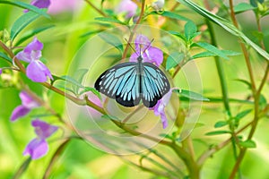 Common wanderer or Malayan wanderer Pareronia valeria Butterfly on Garden Balsam Flower