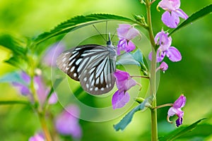 Common wanderer or Malayan wanderer Pareronia valeria Butterfly on Garden Balsam Flower photo