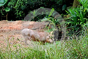 Common warthog