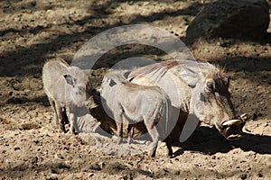 Common warthog