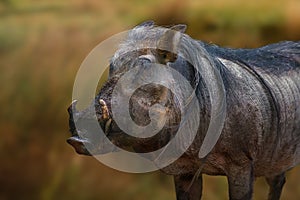 Common Warthog - African Suine