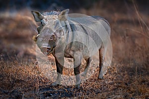 Common Warthog - African Suine