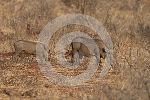 A Common warthog, brown wild pig with tusk. Close-up detail of animal in nature habitat. Wildlife nature on African Safari, Kruger