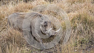 Common Warthog Among Bushes