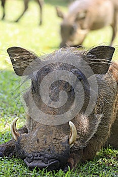 Common Warthog Close-up