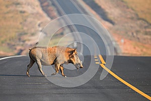 Common warthog