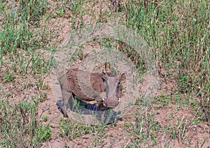 Common warthog covered in dry mud