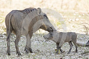 COMMON WARTHOG female and cub in savanna encountered a hot