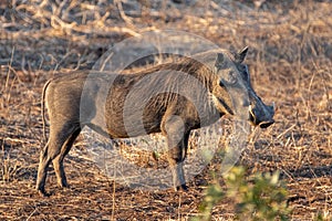 Common warthog during golden hour in Saharan Africa