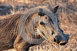 Common warthog during golden hour in Saharan Africa