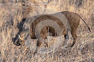 Common warthog during golden hour in Saharan Africa