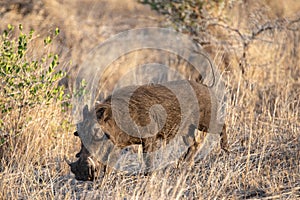 Common warthog during golden hour in Saharan Africa