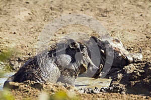 Common warthog havinf a mud bath in Kruger National park