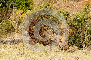 Common warthog hiding between the bushes