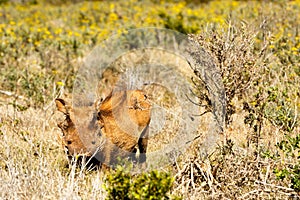 Common warthog hiding between the bushes