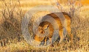 A common warthog isolated in early morning light