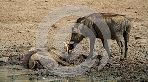 Common warthog isolated in a mudbath