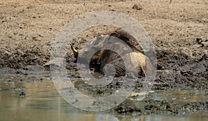 Common warthog isolated in a mudbath