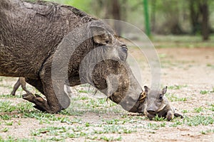 Common warthog and its baby in Kruger National park, South Africa