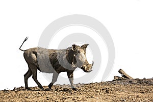 Common warthog in Kruger National park, South Africa