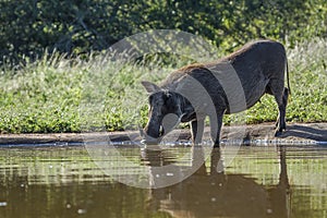 Common warthog in Kruger National park, South Africa