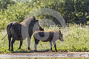 Common warthog in Kruger National park, South Africa