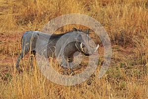 Common warthog in natural habitat in Waterberg Plateau National Park. Namibia