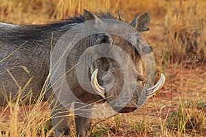 Common warthog in natural habitat in Waterberg Plateau National Park. Namibia