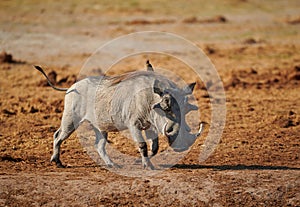 Common warthog Phacocerus africanus walking