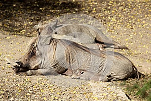 Common warthog or Phacochoerus africanus